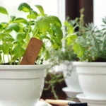 Growing a Kitchen Herb Garden