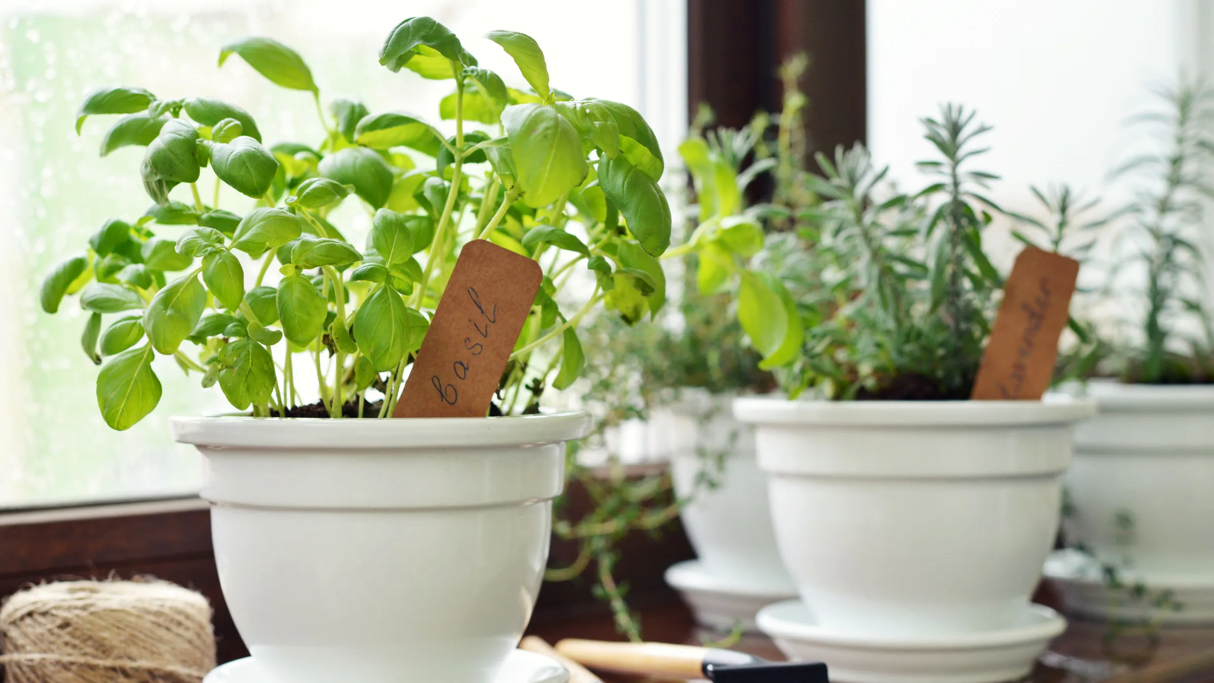 Growing a Kitchen Herb Garden