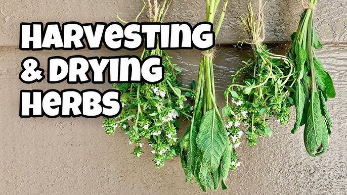 Harvesting and storing herbs